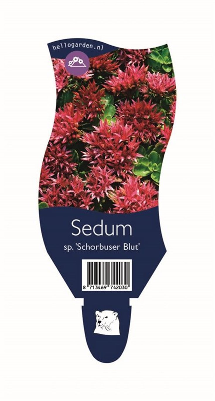 Sedum spurium 'Schorbuser Blut' - P11